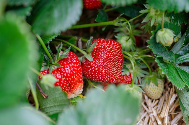 Maak je eigen groene oase: tips voor een weelderige plantentuin